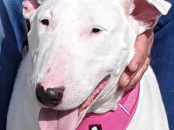 Adoption disponible : chienne Bull Terrier de 5 ans