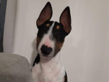 À la recherche d'une famille : chien Bull Terrier Miniature tricolore