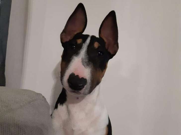 À la recherche d'une famille : chien Bull Terrier Miniature tricolore