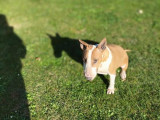Chienne Bull Terrier adulte à adopter