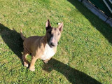 Chien Bull Terrier de 12 ans disponible à l'adoption