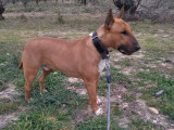 Chien Bull Terrier roux et blanc en attente d'adoption