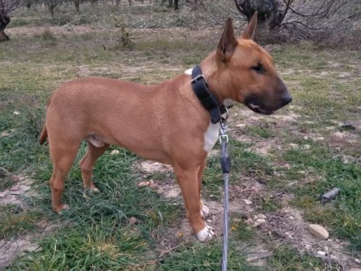Chien Bull Terrier roux et blanc en attente d'adoption