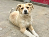 Chiot femelle chocolat et blanc prêt pour l'adoption