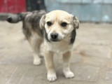 Chiot femelle de 3 mois en attente d'un foyer