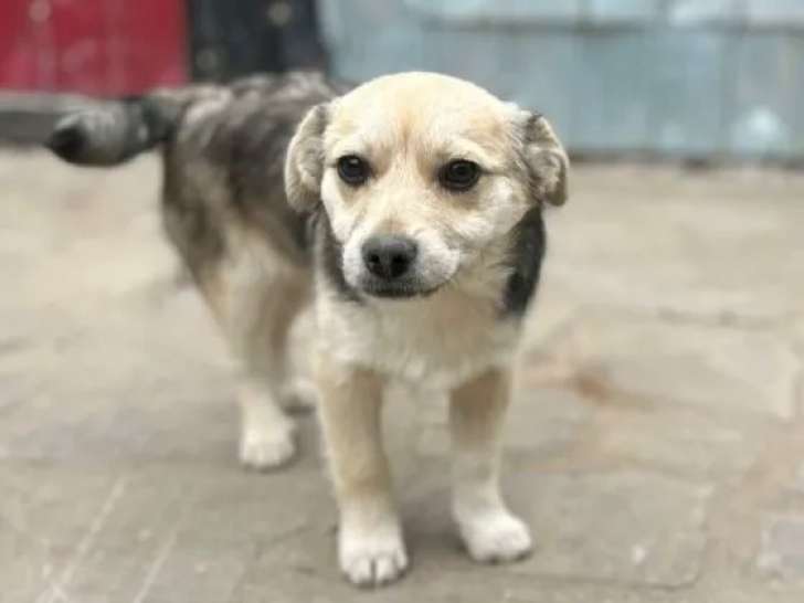 Chiot femelle de 3 mois en attente d'un foyer