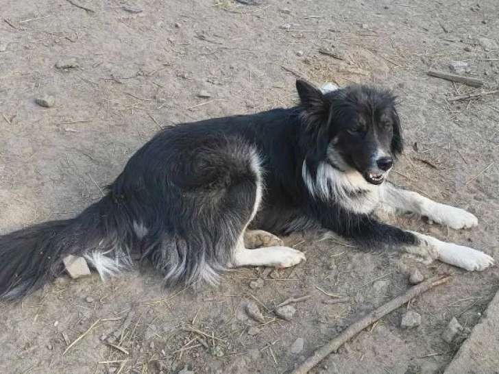 Chienne noire avec marque blanche à accueillir