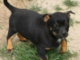 Chiot femelle noir et beige en quête d'une famille
