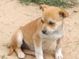 Adoption disponible : chiot femelle marron et blanc