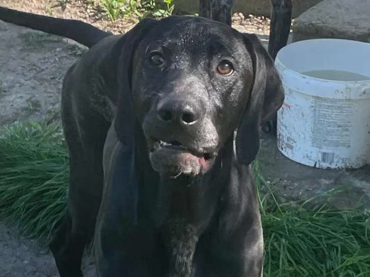 À adopter : chiot mâle Braque noir