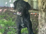 À adopter : chiot mâle Braque noir