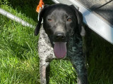 Disponible à l'adoption : chiot femelle Braque de 8 mois