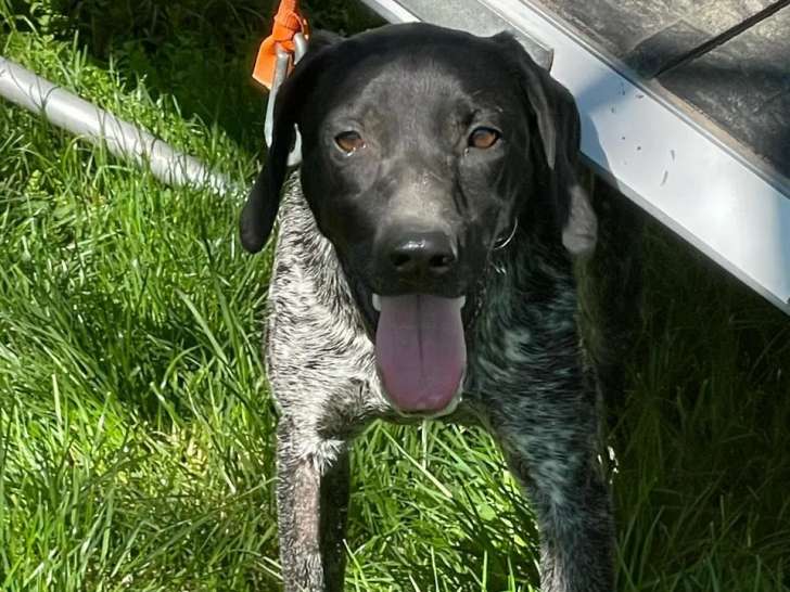 Disponible à l'adoption : chiot femelle Braque de 8 mois