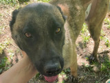 En attente d'adoption : chienne Berger Malinois fauve charbonnée