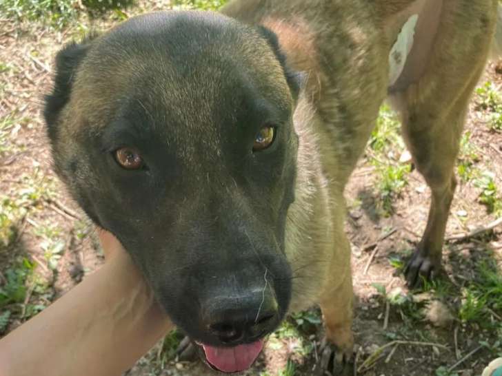 En attente d'adoption : chienne Berger Malinois fauve charbonnée