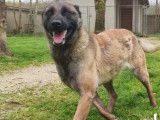 En attente d'adoption : chienne Berger Malinois fauve charbonnée