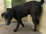 Prêt pour l'adoption : chien Labrador de 3 ans