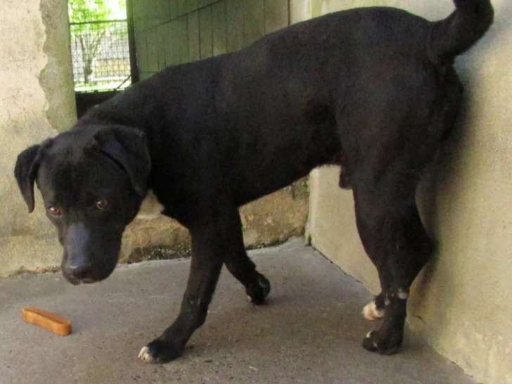 Prêt pour l'adoption : chien Labrador de 3 ans