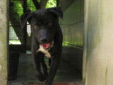 Prêt pour l'adoption : chien Labrador de 3 ans