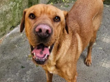 En attente d’un foyer : chienne Shar-Peï au pelage fauve