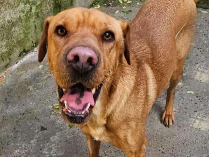 En attente d’un foyer : chienne Shar-Peï au pelage fauve