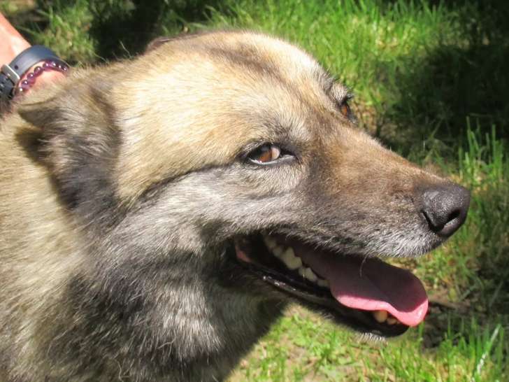 En quête d’un foyer : chienne Husky Sibérien de 4 ans