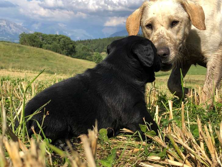 Chiots Labrador Retriever LOF à vendre
