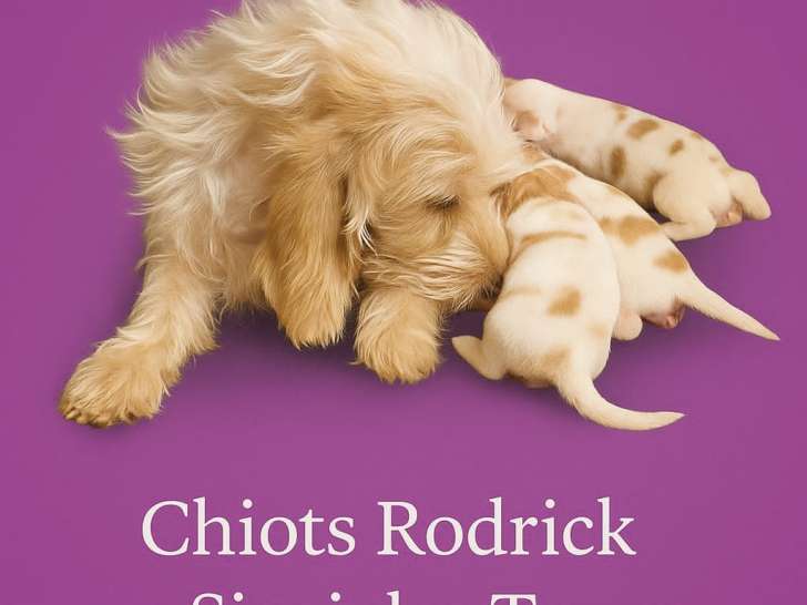 Chiots Petits Bassets Griffons Vendéens à réserver