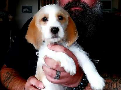 Chiots Petits Bassets Griffons Vendéens à réserver pbgv