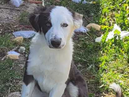 Chiots de race Border Collie à vendre (4 femelles & 1 mâle)