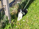 Chiots de race Border Collie à vendre (4 femelles & 1 mâle)