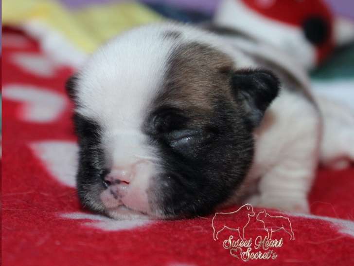 Chiot Bouledogue Français LOF à vendre