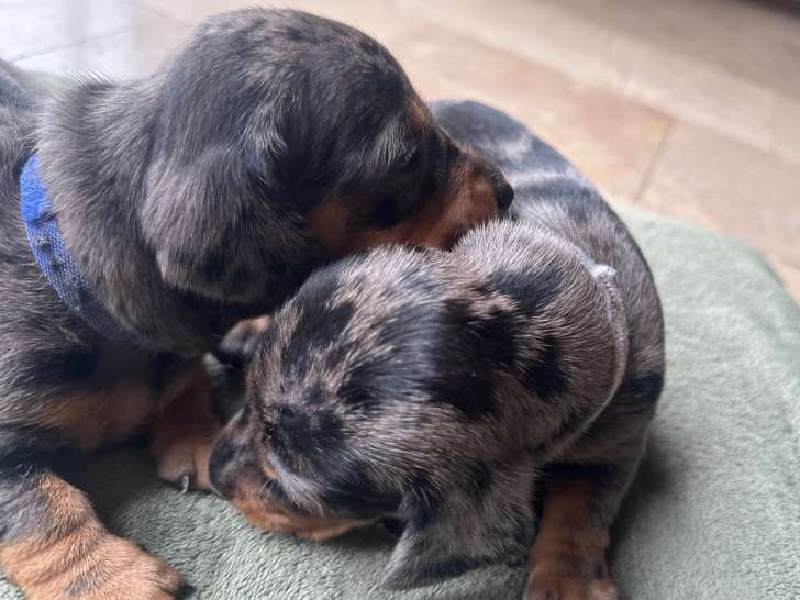 Chiots Teckel standard à poil ras arlequin à vendre