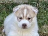 Chiots Husky Sibérien LOF à vendre