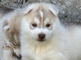 Chiots Husky Sibérien LOF à vendre