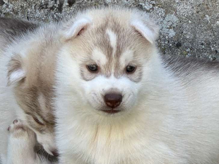 Chiots Husky Sibérien LOF à vendre