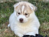 Chiots Husky Sibérien LOF à vendre