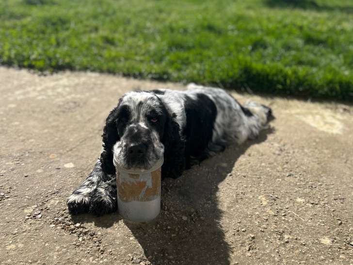 Recherche femelle Cocker pour saillie
