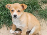 À la recherche d’une famille : chiot femelle beige