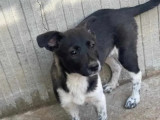 À adopter, chiot femelle de 5 mois