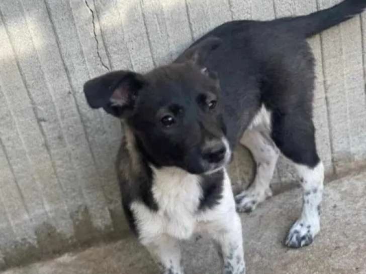 À adopter, chiot femelle de 5 mois