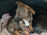 Disponible à l’adoption, chiot mâle âgé de 6 mois