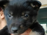 En attente d’adoption, chiot mâle noir