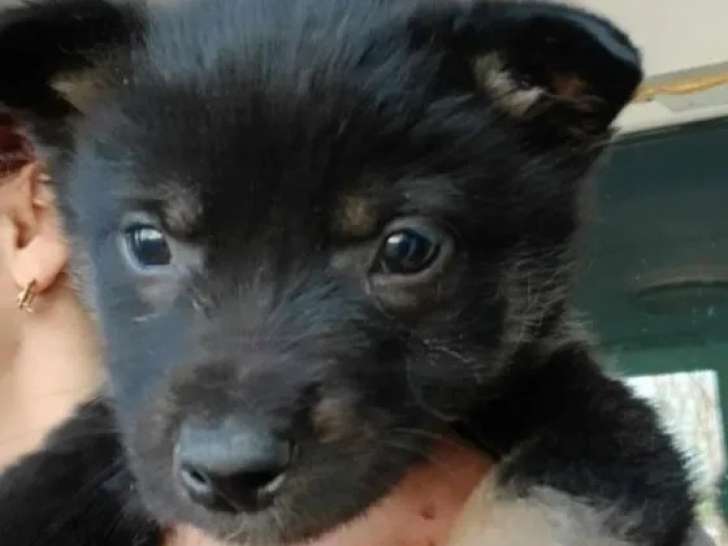 En attente d’adoption, chiot mâle noir