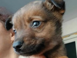 Prêt pour l’adoption, chiot mâle de 2 mois