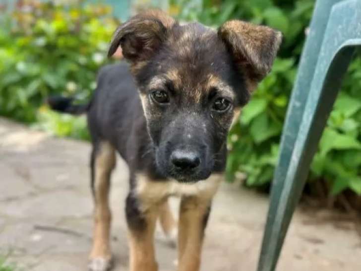 En attente d’un foyer, chiot mâle noir et beige