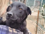 À accueillir, chiot femelle noir