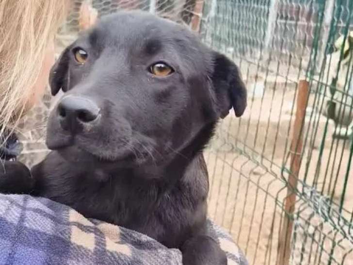 À accueillir, chiot femelle noir
