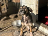 En quête d’une famille, chiot mâle de 3 mois