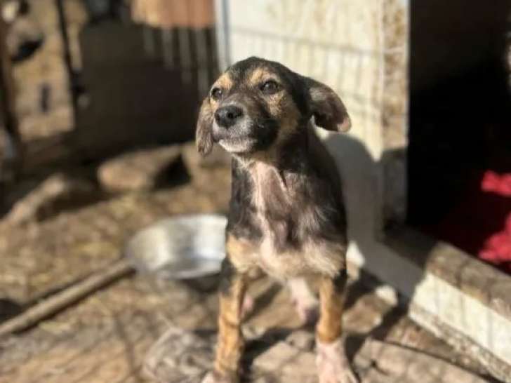 En quête d’une famille, chiot mâle de 3 mois